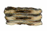 Mammoth Molar Slice With Case - South Carolina #95286-1